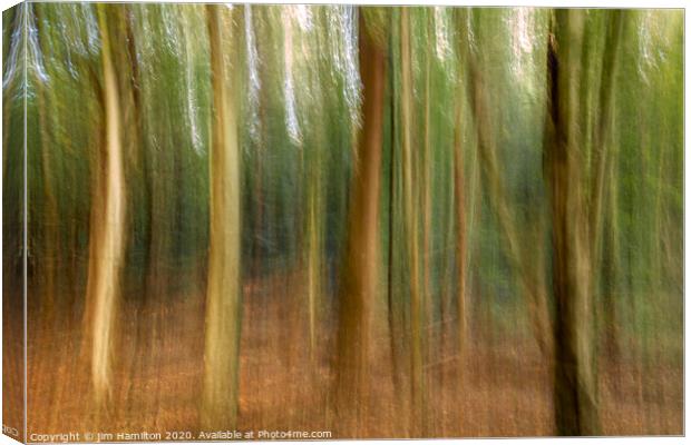 The Forest Canvas Print by jim Hamilton