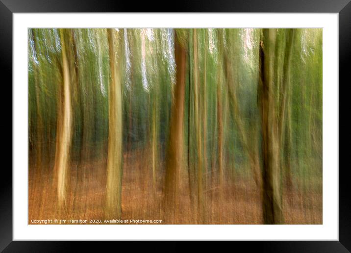The Forest Framed Mounted Print by jim Hamilton