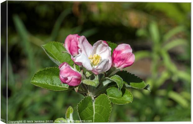 White and pink Crab Apple Blossom April 2020   Canvas Print by Nick Jenkins