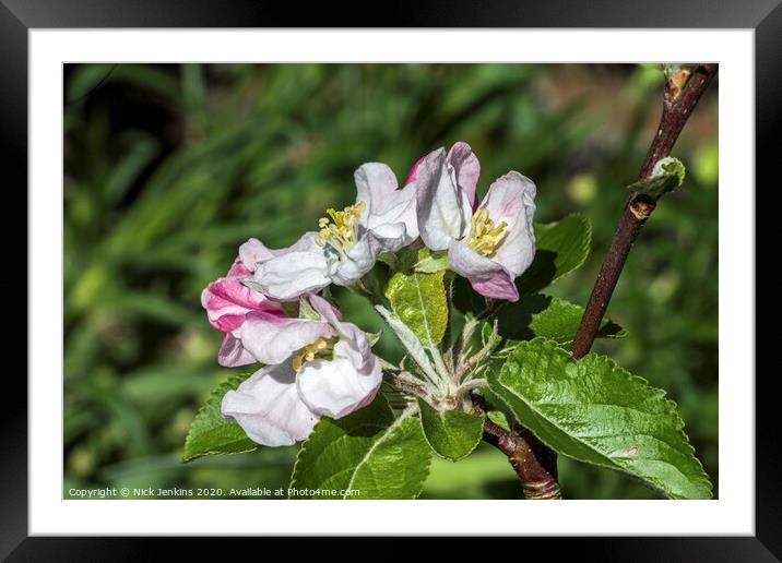 White and pink Crab Apple Blossom April 2020   Framed Mounted Print by Nick Jenkins