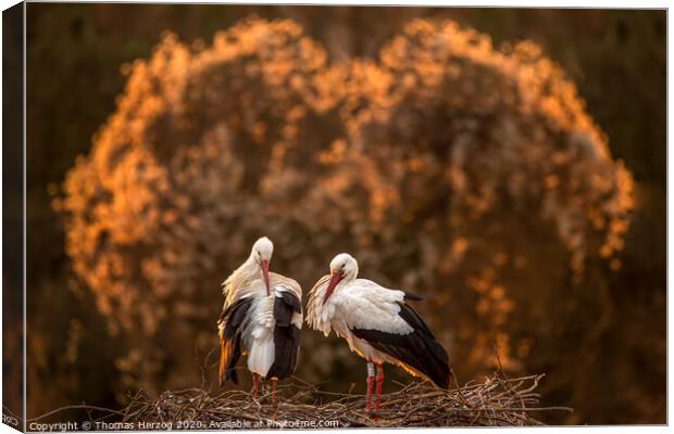 The White stork family Canvas Print by Thomas Herzog