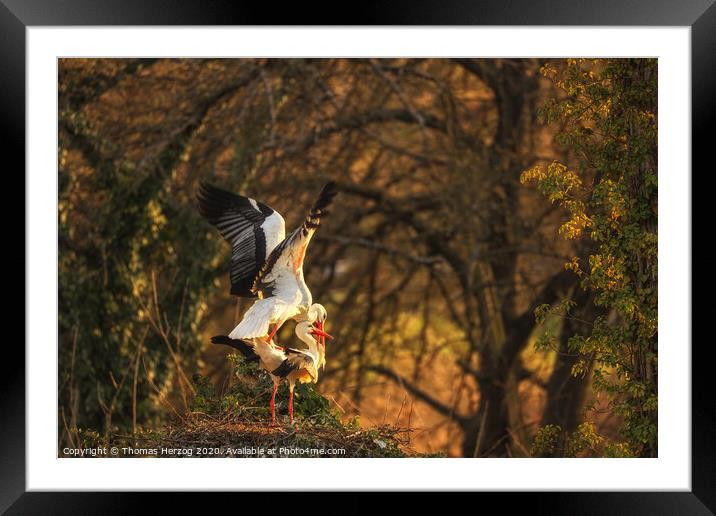 Making storks Framed Mounted Print by Thomas Herzog