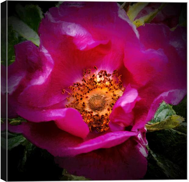 Dog rose with Chiaroscuro effect Canvas Print by Jim Jones