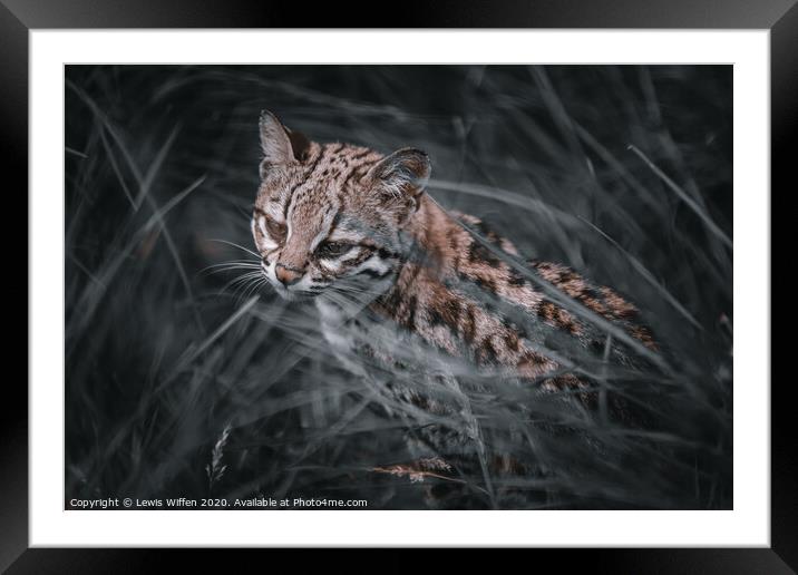 Ocelot Framed Mounted Print by Lewis Wiffen