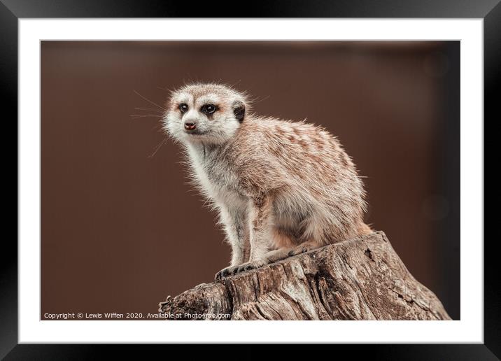 meerkat lookout Framed Mounted Print by Lewis Wiffen