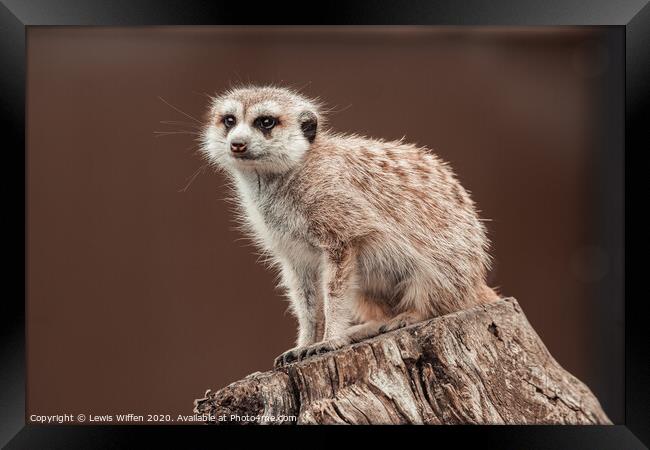 meerkat lookout Framed Print by Lewis Wiffen