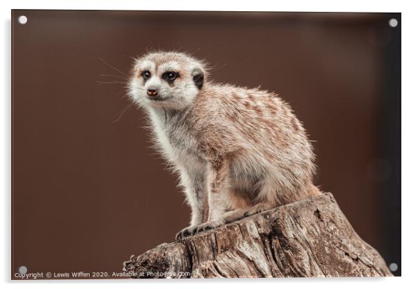 meerkat lookout Acrylic by Lewis Wiffen