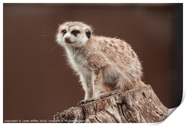 meerkat lookout Print by Lewis Wiffen