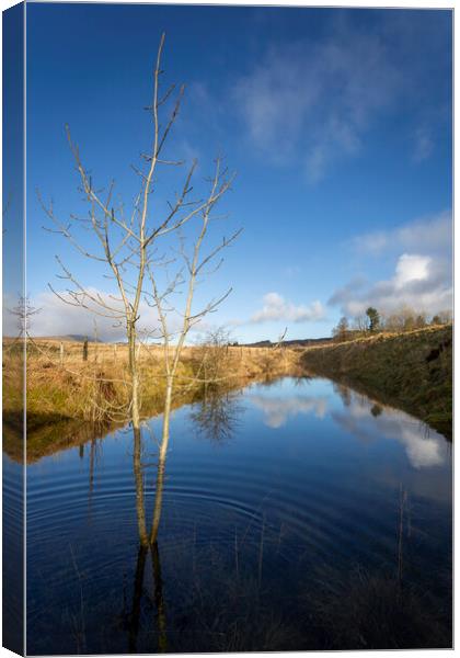 Flooded gully at Penwyllt Canvas Print by Leighton Collins