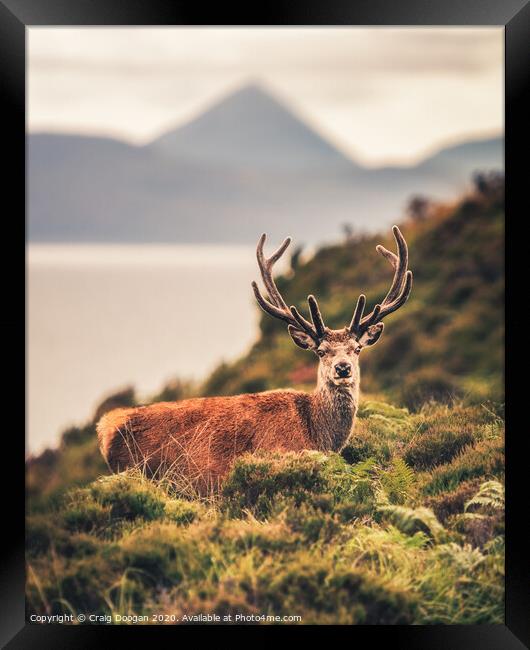 Oh Deer! Framed Print by Craig Doogan
