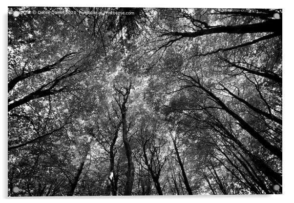 Majestic Canopy of Nature Acrylic by Derek Daniel