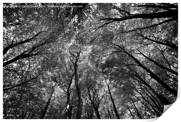 Majestic Canopy of Nature Print by Derek Daniel