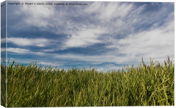 Pagham Harbour Canvas Print by Stuart C Clarke