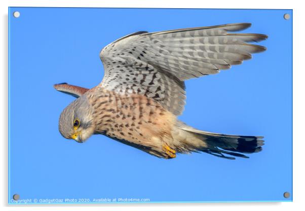 Male Kestrel hovering Acrylic by GadgetGaz Photo