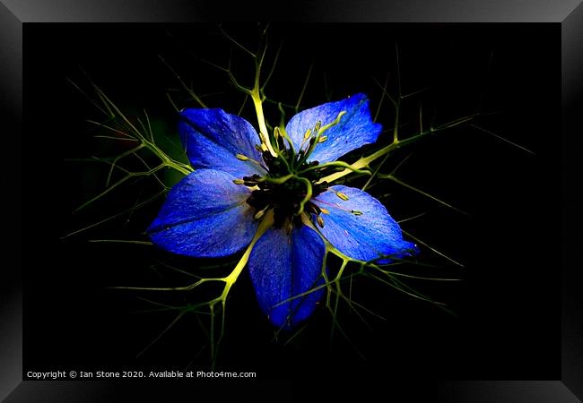 Love in a mist  Framed Print by Ian Stone