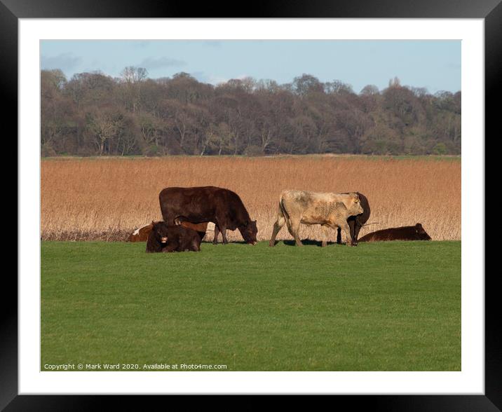 Rye Cattle Grazing Framed Mounted Print by Mark Ward