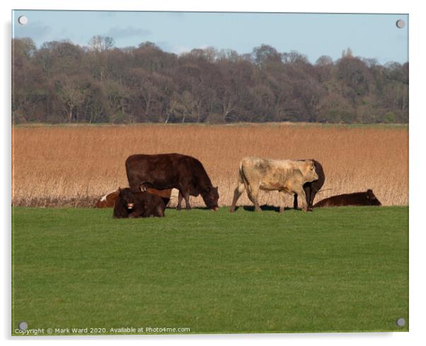 Rye Cattle Grazing Acrylic by Mark Ward