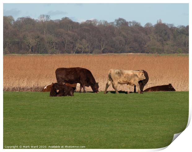 Rye Cattle Grazing Print by Mark Ward