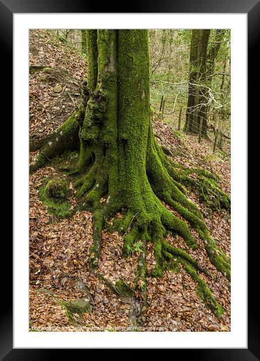 Moss covered tree trunk in a  wood near Cardiff  Framed Mounted Print by Nick Jenkins
