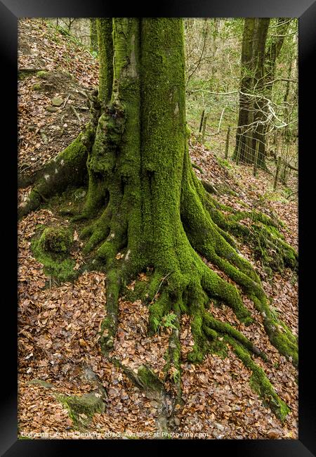 Moss covered tree trunk in a  wood near Cardiff  Framed Print by Nick Jenkins