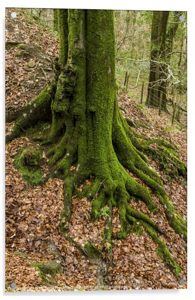 Moss covered tree trunk in a  wood near Cardiff  Acrylic by Nick Jenkins