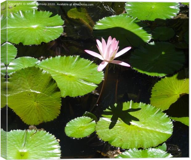 Water Lily  Canvas Print by Sheila Ramsey