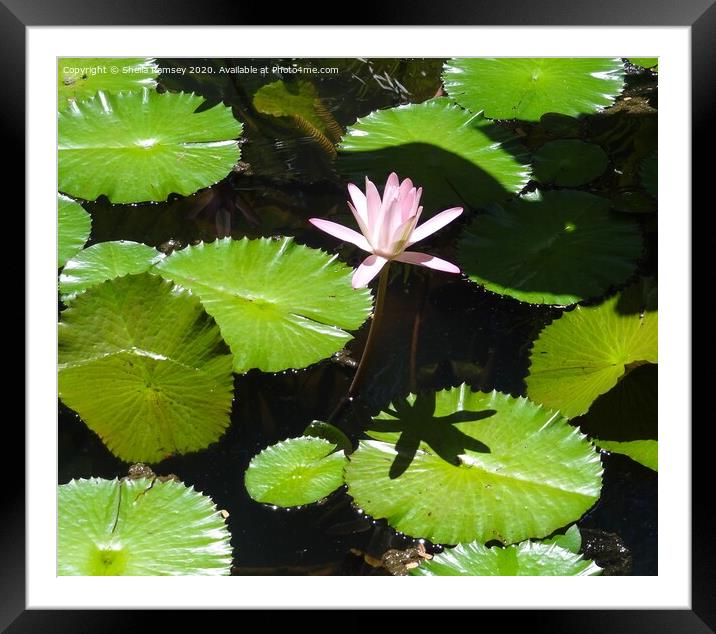 Water Lily  Framed Mounted Print by Sheila Ramsey