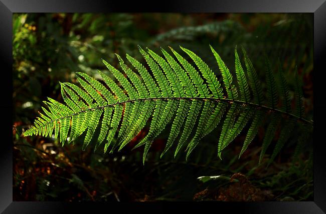 sunlit fern leaves Framed Print by Simon Johnson