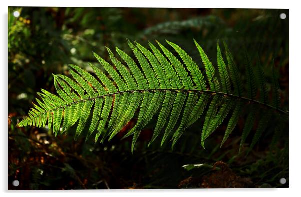 sunlit fern leaves Acrylic by Simon Johnson