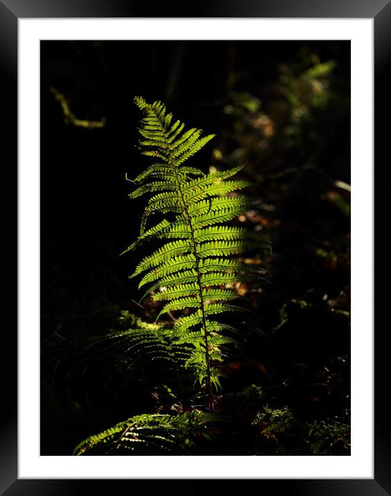 Sunlit fern  Framed Mounted Print by Simon Johnson