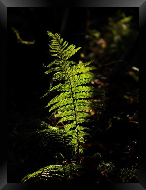 Sunlit fern  Framed Print by Simon Johnson