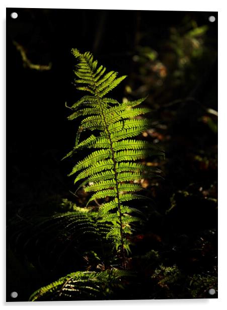 Sunlit fern  Acrylic by Simon Johnson