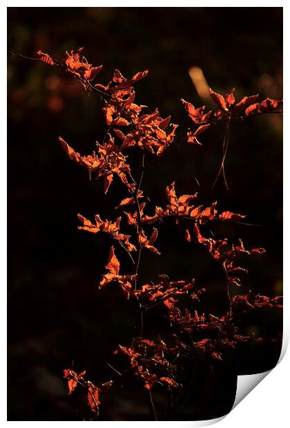 sunlit Beech leaves Print by Simon Johnson