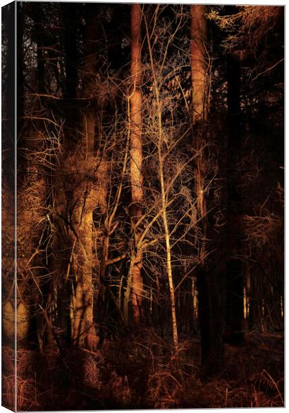 sunlit Woodland Canvas Print by Simon Johnson