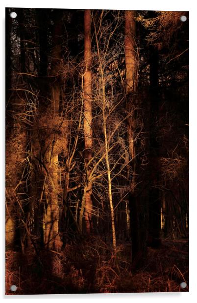 sunlit Woodland Acrylic by Simon Johnson