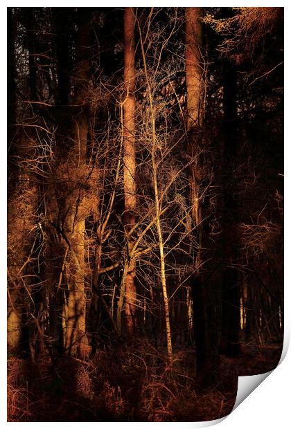 sunlit Woodland Print by Simon Johnson