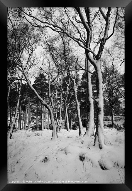 Snow Trees II Framed Print by Peter O'Reilly