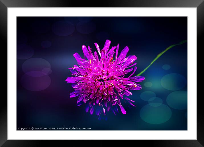 Pink Scabiosa flowers  Framed Mounted Print by Ian Stone