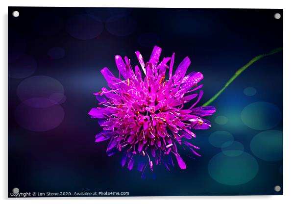 Pink Scabiosa flowers  Acrylic by Ian Stone