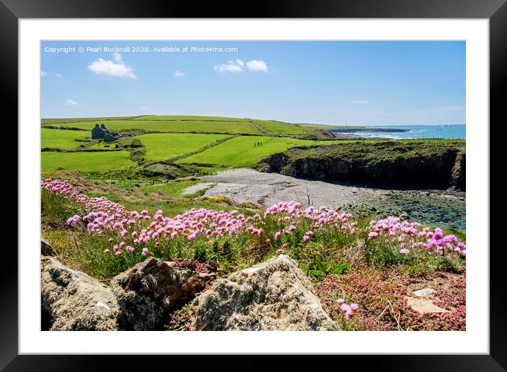 Sea Pinks at Cable Bay Anglesey Framed Mounted Print by Pearl Bucknall