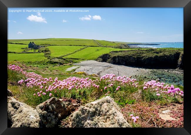 Sea Pinks at Cable Bay Anglesey Framed Print by Pearl Bucknall