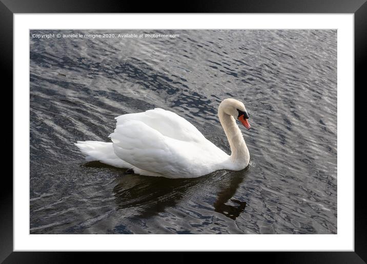 Swan swimming on a river Framed Mounted Print by aurélie le moigne