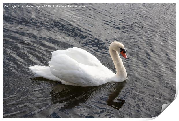 Swan swimming on a river Print by aurélie le moigne