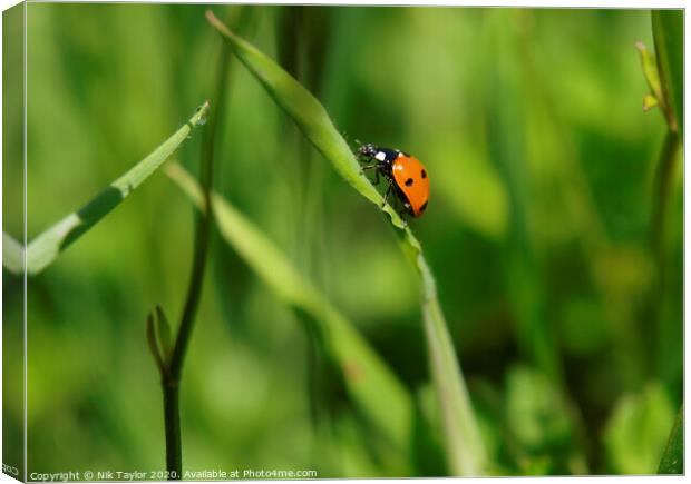 Ladybird  Canvas Print by Nik Taylor