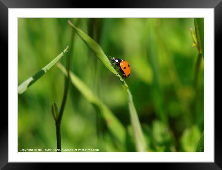 Ladybird  Framed Mounted Print by Nik Taylor
