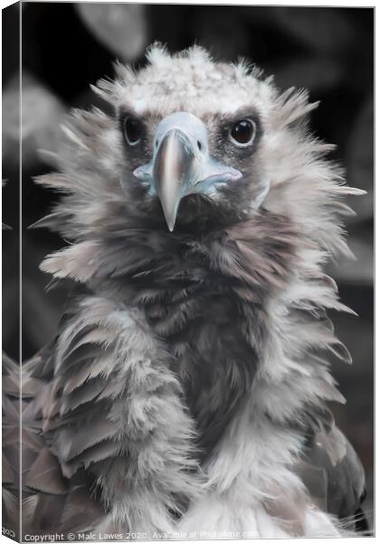 A Baby Vulture  Canvas Print by Malc Lawes