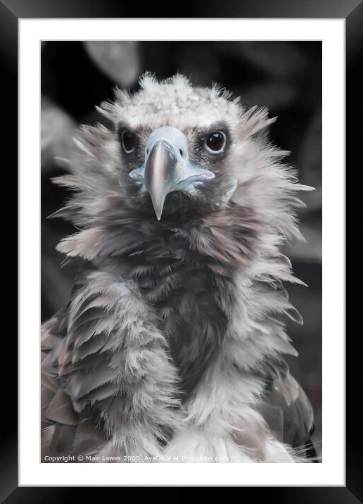 A Baby Vulture  Framed Mounted Print by Malc Lawes