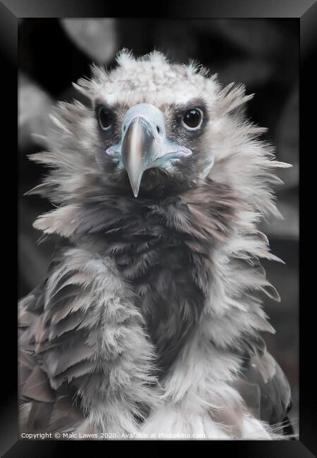 A Baby Vulture  Framed Print by Malc Lawes