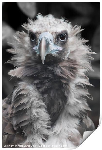 A Baby Vulture  Print by Malc Lawes