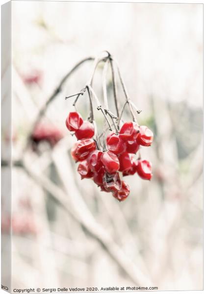 Red berries Canvas Print by Sergio Delle Vedove